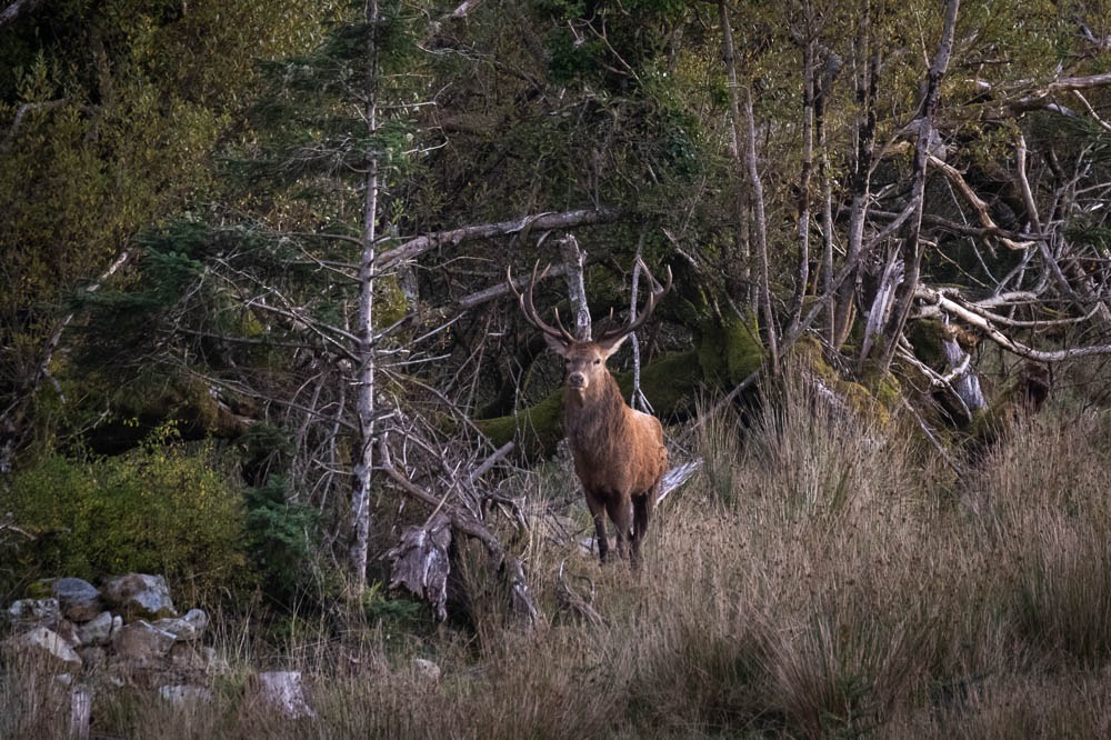 Een groot hert met indrukwekkende geweien staat te midden van hoog gras en dicht bos. Het hert kijkt naar voren, gedeeltelijk verborgen door droog gras, omringd door bomen en verwarde takken. Het tafereel is natuurlijk, met gedempte groen- en bruintinten die het landschap domineren. | Echt Ierland Vakanties