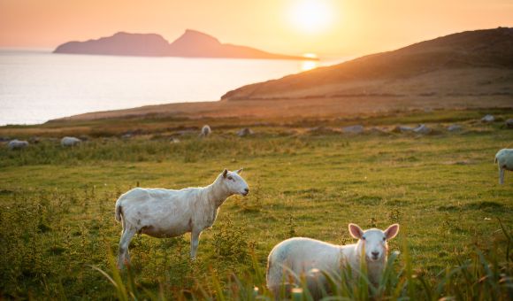 Schapen grazen op een met gras begroeide heuvel bij zonsondergang, met uitzicht op een kalme zee. De lucht is warm oranje en roze, met de zon die ondergaat aan de horizon. In de verte tekenen twee rotsachtige eilanden zich af tegen de lucht. Het landschap is vredig en sereen. | Echt Ierland Vakanties