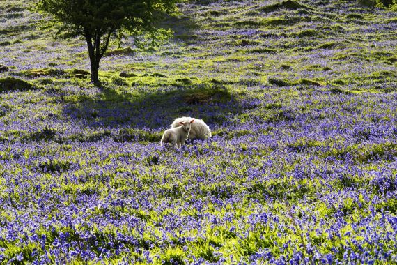 Twee schapen staan midden in een weelderig veld vol paarse wilde bloemen, waarschijnlijk boshyacinten, in de zon. Een enkele groene boom zorgt voor wat schaduw op de achtergrond en geeft diepte aan het glooiende, met bloemen bedekte landschap. | Echt Ierland Vakanties
