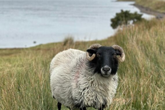 Een schaap met gebogen horens en dikke wol staat in hoog gras bij een meer, met glooiende heuvels en een berg op de achtergrond onder een bewolkte hemel. De scène ziet er sereen en natuurlijk uit en doet denken aan een landelijk, pastoraal landschap. | Echt Ierland Vakanties