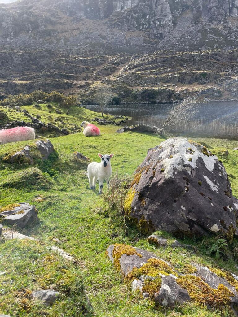 Een lammetje staat op groen gras bij een bemoste rots en kijkt naar de camera. Daarachter grazen verschillende schapen met roze aftekeningen. Rotsachtige heuvels en kliffen rijzen op in de achtergrond, met een kalm meer gedeeltelijk zichtbaar onder een bewolkte hemel. | Echt Ierland Vakanties